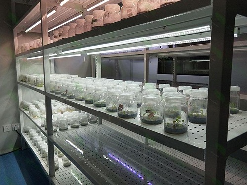 宣恩植物组织培养实验室设计建设方案